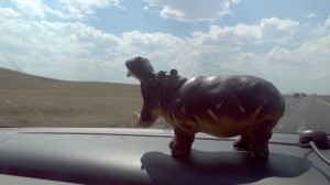 Hippo eating Wyoming